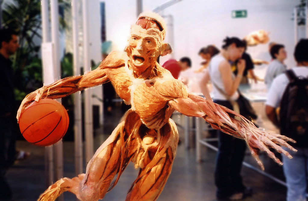 Bodyworlds: Bekijk NU het menselijk lichaam met korting