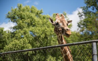 Burgers’ Zoo Arnhem: Korting van ruim 20% op tickets